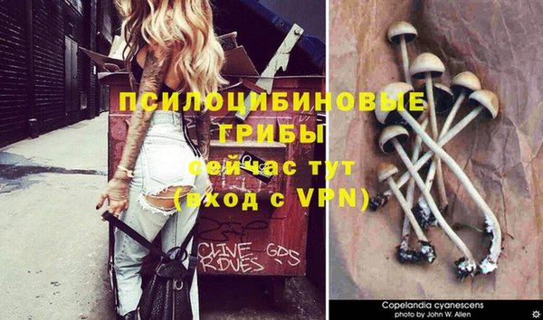 трава Аркадак